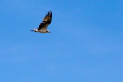 Águila pescadora (Balbuzard pêcheur) Managua - Nicaragua
