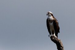 Águila pescadora (Balbuzard pêcheur) Playa Hermosa - Nicaragua
