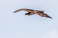 Águila pescadora (Balbuzard pêcheur) Playa Hermosa - Nicaragua