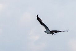 Águila pescadora (Balbuzard pêcheur) Salinas Grande - Nicaragua