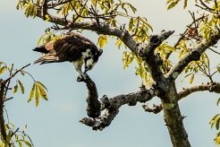 Águila pescadora (Balbuzard pêcheur)_231127_4609 null
