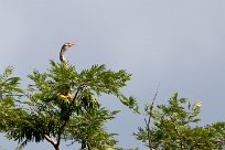 Anhinga americana (Anhinga d'Amérique) Playa Hermosa - Nicaragua