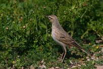 pipit_rousseline_01-2