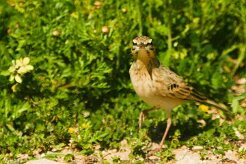 pipit_rousseline_02 null