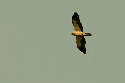 aigle_botte_03 null