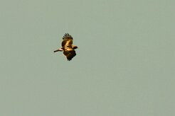 aigle_botte_04 null