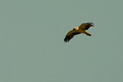 aigle_botte_14 null