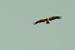 aigle_botte_18 null