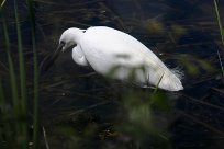 Aigrette garzette Aigrette garzette