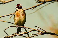 chardonneret_elegant_04 null
