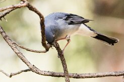 pinson_bleu_05 null