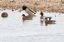 Canard siffleur Canard siffleur