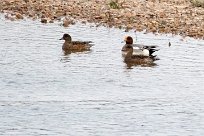 Canard siffleur Canard siffleur