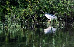 Bihoreau gris Brenne