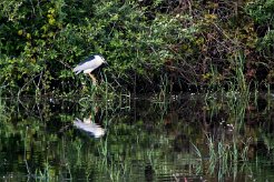 Bihoreau gris Brenne