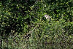 Bihoreau gris Brenne