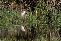 Bihoreau gris Brenne