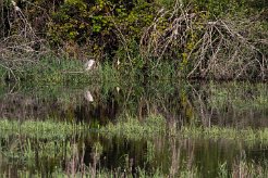 Bihoreau gris Brenne