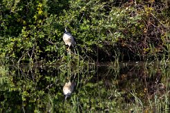 Bihoreau gris Brenne