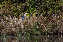 Bihoreau gris Brenne