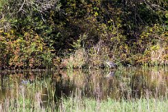 Bihoreau gris Brenne