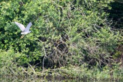 Bihoreau gris Brenne