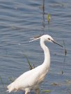 Aigrette garzette Aigrette garzette