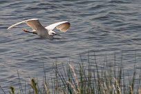 Aigrette garzette Aigrette garzette