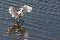 Aigrette garzette Aigrette garzette