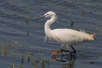 Aigrette garzette Aigrette garzette