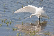 Aigrette garzette Aigrette garzette