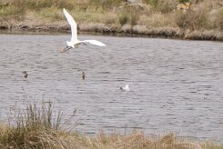 Entre Morbihan et Finistère null