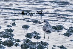 Entre Morbihan et Finistère null