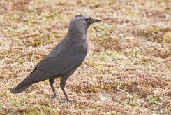 Entre Morbihan et Finistère null