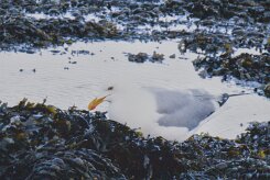 Entre Morbihan et Finistère null