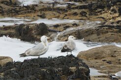 Entre Morbihan et Finistère null