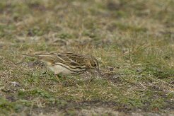 Entre Morbihan et Finistère null