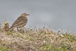 Entre Morbihan et Finistère null