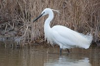 Aigrette garzette Aigrette garzette