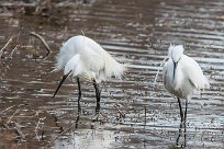 Aigrette garzette Aigrette garzette