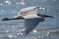 Aigrette garzette Aigrette garzette