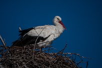 cigogne_blanche_33-2