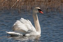 cygne_tubercule_114-2