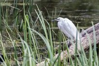 Aigrette garzette Lac du Der