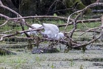 Aigrette garzette Lac du Der