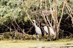 Bihoreau gris - Aigrette garzette_7D1_3387-2 null