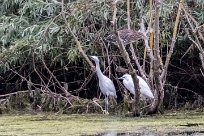 Bihoreau gris - Aigrette garzette Lac du Der