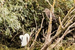 Bihoreau gris - Aigrette garzette_7D1_3412-2 null
