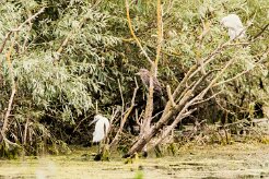 Bihoreau gris - Aigrette garzette_7D1_3413-2 null