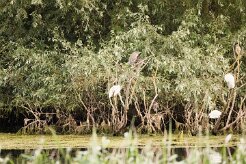 Bihoreau gris - Aigrette garzette_7D1_3661-2 null